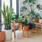 5 budget friendly diy entryway decor ideas using just plants and decorative pots that instantly upgrade the home