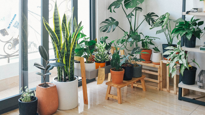 5 budget friendly diy entryway decor ideas using just plants and decorative pots that instantly upgrade the home