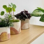 5 easy diy hacks to create a luxury plant corner without spending a fortune