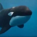 a rare orca known as la abuela was found with wounds consistent with shotgun pellets the suspected attack could threaten an entire iberian population of fewer than 40 whales