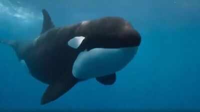 a rare orca known as la abuela was found with wounds consistent with shotgun pellets the suspected attack could threaten an entire iberian population of fewer than 40 whales