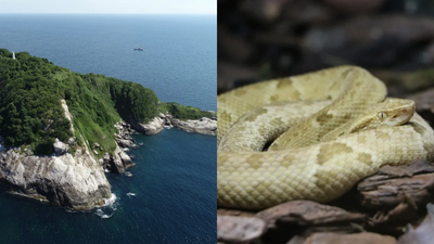 after the last ice age the ilha da queimada grande island was separated from the brazilian mainland today it is the only home to the highly venomous golden lancehead snakes in the world