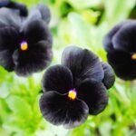black hollyhock to black baccara 5 black flowers that you may have never heard of