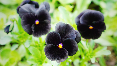 black hollyhock to black baccara 5 black flowers that you may have never heard of