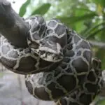 burmese pythons are an invasive species in florida