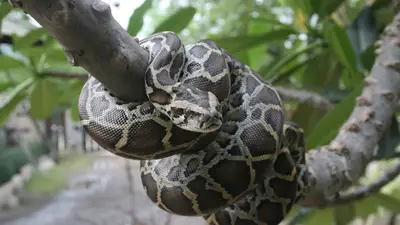 burmese pythons are an invasive species in florida