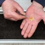 buy the right seeds for your balcony garden