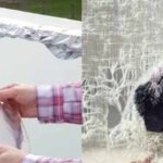 can aluminium foil keep pigeons away