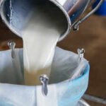 can you guess indias milk capital heres why this gujarat city earned the title