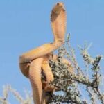 cape cobra snake