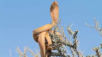 cape cobra snake