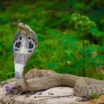 cobra snake representative image