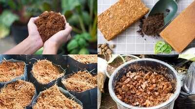 cocopeat