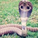 common mistakes that can attract snakes to your yard and garden
