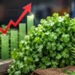 coriander