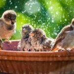 garden birdbath