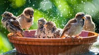garden birdbath