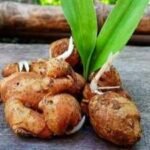 grow your own fresh ginger at home