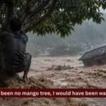 had there been no mango tree i would have been washed away