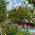 haroon rashids sophian rooftop is filled with varieties of herbs vegetables and fruits