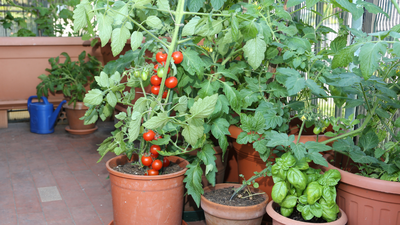 how to grow a pizza garden on your balcony 6 vegetables to grow in pots at home