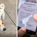 iit bombay gives stray dogs qr ids internet says dogesh bhai is a citizen