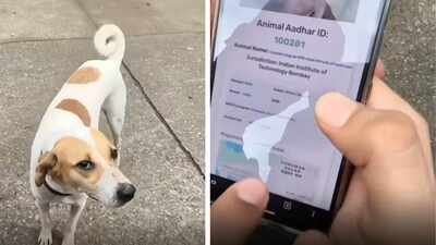 iit bombay gives stray dogs qr ids internet says dogesh bhai is a citizen