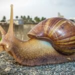 in the 1840s this african snail reached india decades ago and now appears in gardens and farms across the country
