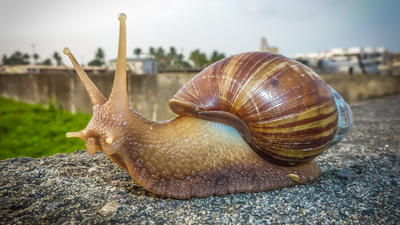 in the 1840s this african snail reached india decades ago and now appears in gardens and farms across the country