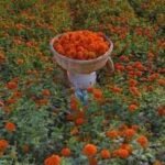 is there a marigold in your life inside the marigold theory of relationships and why it is important in life