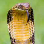 king cobra