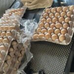 laid off by amazon woman starts chicken farm i have my product the eggs