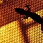 lizards out of your home