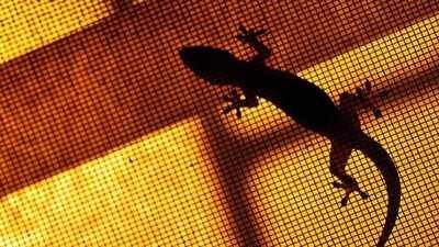 lizards out of your home