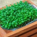 micro gardening at home