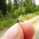 mosquitoes