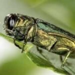 one tiny beetle millions of ash trees how emerald ash borers are changing forests