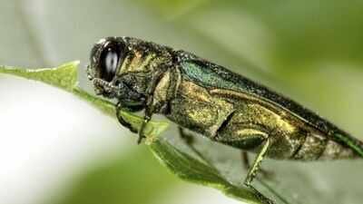 one tiny beetle millions of ash trees how emerald ash borers are changing forests