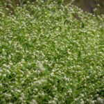 parthenium