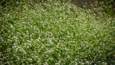 parthenium