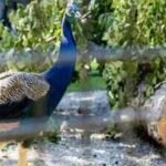 peacocks