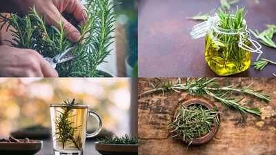 rosemary