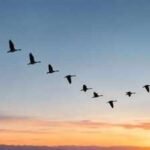 scientists discover how the first bird learned to fly
