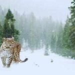snow leopard