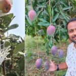 vikrant kale apple farming image credit betterindia