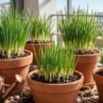 6 simple tips to grow onions at home in pots containers and small garden spaces