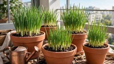 6 simple tips to grow onions at home in pots containers and small garden spaces