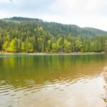 after 1949 china increased its forest cover from 10 to 25 the planting boom greened the land but shuffled its water around and its quietly losing water from the wrong places