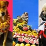 animal festival