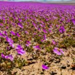 atacama the blooming desert gets painted in a sea of colourful flowers following the rare phenomenon that happens once every 10 years